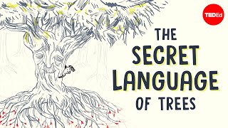 The secret language of trees  Camille Defrenne and Suzanne Simard [upl. by Siffre]