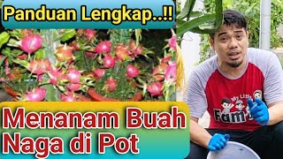 Panduan Lengkap Cara Menanam Buah Naga di Dalam PotAgar Buah Naga Cepat BerbuahTabulampot BuahNaga [upl. by Neyud551]