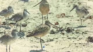 Interesting facts about hudsonian godwit by weird square [upl. by Nivel]