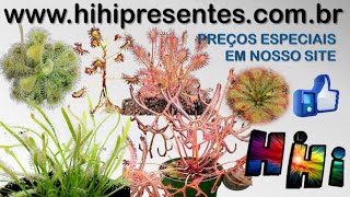 Kit 200 Sementes Plantas Carnívoras Droseras Sortidas  Manual Cultivo [upl. by Grosz]