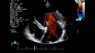 Mitral Regurgitation II Revisited  Color Doppler Echocardiogram  Dog [upl. by Aihsek]