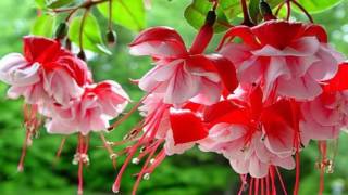 Fuchsia flower HD1080p [upl. by Ithnan830]