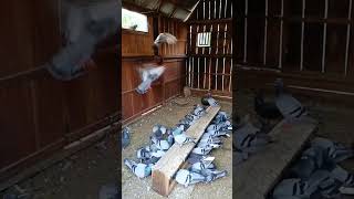 Racing Pigeons entry and feeding pigeons racingpigeon [upl. by Reece67]