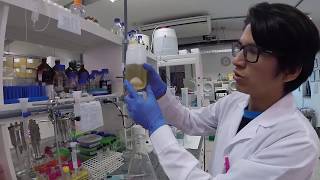 Expresión de proteínas recombinantes Inducción y lisis bacteriana [upl. by Shelli]