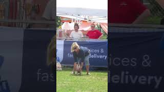 Woofstock 2024 Chihuahua Chase [upl. by Shyamal]