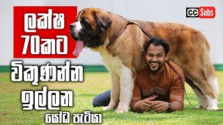 Dogs price in sri lanka  Best 10 Dog Breeds In sri lanka  New dog price 2023  dog in sri lanka [upl. by Gayn]