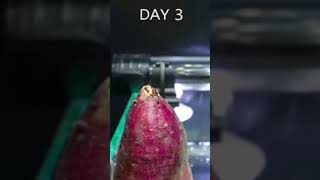 Great Tips To Improve Sweet Potato Growing [upl. by Alli188]