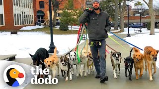 Professional Dog Walker Teaches Pack Of Dogs How To Perfectly Behave On Walks  The Dodo [upl. by Cresa]