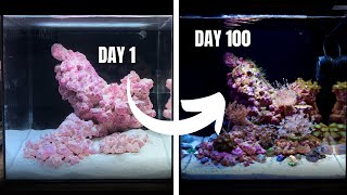 My First Ever REEF AQUARIUM Day 1 to 100 [upl. by Lettie]