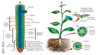 Histologia Vegetal tecidos embrionários ou meristemas 3EM A e BBiologia ProfªAdriana25 a 2905 [upl. by Anitaf]