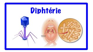 🔵La diphtérie [upl. by Ahtreb]