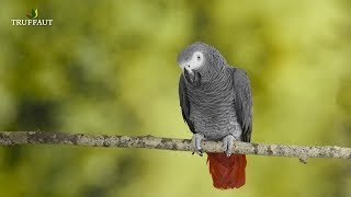 Oiseaux exotiques  le perroquet Gris du Gabon  Truffaut [upl. by Eleira]