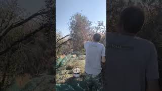 Сбор оливок Кипр 30 сентября 2024 оливки сбор маслины кипр Olive harvesting in Cyprus olives [upl. by Roderica]