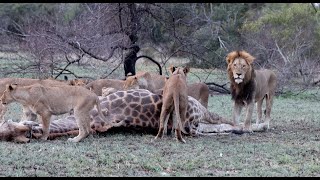 Pride of 15 Lions Find a Dead Giraffe [upl. by Einiffit561]