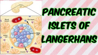 Pancreatic islets of Langerhans [upl. by Ykcir]