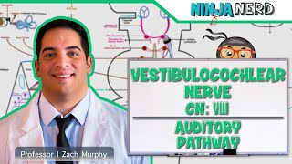 Neurology  Vestibulocochlear Nerve  Cranial Nerve VIII Auditory Pathway [upl. by Ragouzis904]