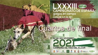 Cuartos de Final quot LXXXIII Campeonato de España de Galgos en campoquot [upl. by Suu988]