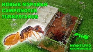 Муравьи Кампонотус туркестанус Camponotus turkestanus [upl. by Rednaeel]