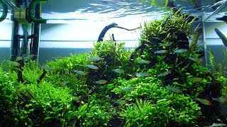 Schooling Rummy Nose Tetra in Nano Planted Tank [upl. by Guzel]