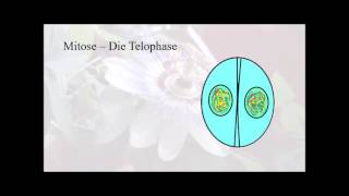 Entstehung des TurnerSyndroms Genetik und Zellteilung [upl. by Ahsinam893]