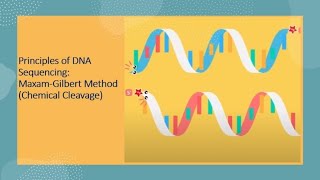 DNA sequencing  Maxam Gilbert Method [upl. by Elbon]