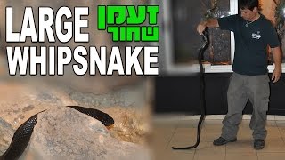 זעמן שחור Large Whipsnake Coluber jugularis [upl. by Ytima]