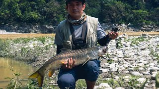 Golden Mahseer on handmade lures Fishing in Teesta and Rangeet river Sikkim [upl. by Idelia]