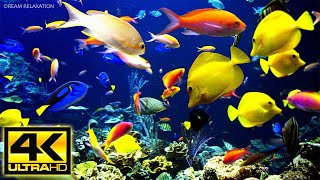 Acuario 4K VIDEO  Hermosos peces de arrecife de coral  Música de meditación relajante para dormir [upl. by Pampuch]