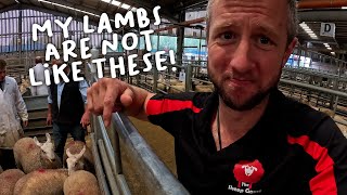 Comparing lambs at market 🐑 [upl. by Britton]