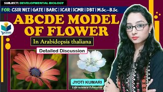 ABCDE MODEL OF FLOWER  Arabidopsis thaliana  CSIR NET  GATE  JYOTI KUMARI [upl. by Nonnel]