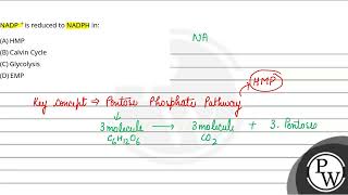 NADP \ \is reduced to NADPH in [upl. by Purdum]