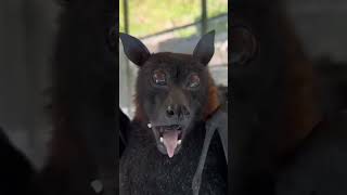 Flying foxes Large flying fox Chiroptera Bats Leschenaults rousette [upl. by Nwahsit]