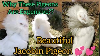 Beautiful Jacobin Pigeon But Expensive Though [upl. by Tenom]