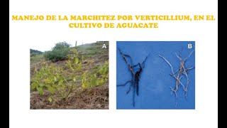 MANEJO INTEGRADO DE LA MARCHITEZ EN EL CULTIVO DE AGUACATE PALTA  AGRONOMIA  AGRICULTURA [upl. by Ashwin]