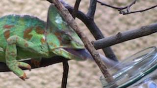 Jemen Chameleon eating huge crickets  Zoo Leipzig  Chamäleon frisst Heuschrecken [upl. by Brouwer944]