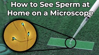 How to See Sperm at Home Under a Microscope [upl. by Hgielek541]