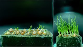 Grow BIG ONIONS from seed Part 1 seed starting [upl. by Einuj]