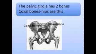 Pectoral and Pelvic Girdles Song Shoulder and Hips [upl. by Frankel]