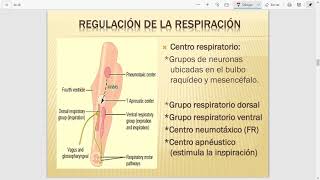 Regulación de las funciones vegetativas  Fisiología [upl. by Firehs688]