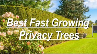 Best Fast Growing Privacy Trees [upl. by Zusman]