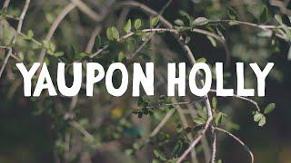 How to Grow  Yaupon Holly [upl. by Cela86]