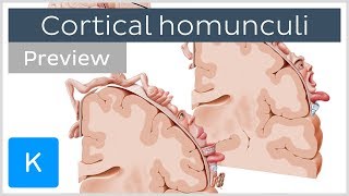 Motor and sensory cortical homunculus preview  Human Neuroanatomy  Kenhub [upl. by Alexandr]