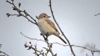 ISABELLINE SHRIKE lanius isabellinus Beeston Common Norfolk [upl. by Nydia]