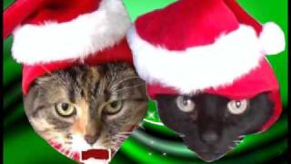 JINGLE CATS  quotSILENT NIGHTquot [upl. by Sjoberg]