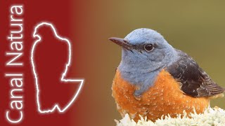 Roquero rojo Monticola saxatilis Common Rock Thrush 4K [upl. by Kelley846]