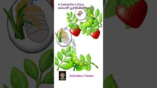 Caterpillar song  kid story song [upl. by Marchak122]