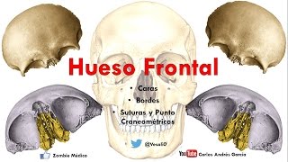 Anatomía  Hueso Frontal Caras Bordes Puntos Craneométricos [upl. by Kristy]