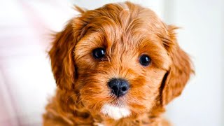 Cavapoo  The Ultimate Top 10 Pros and Cons Guide [upl. by Ebbie792]