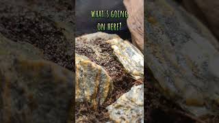 grow plants from seeds moss irishmoss isopods viralshorts terrarium isopod [upl. by Supat]