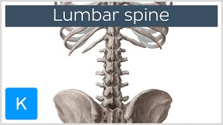 Lumbar Spine Anatomy and Function  Human Anatomy  Kenhub [upl. by Aiderfla]